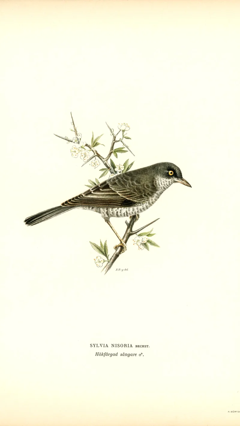 Wihelm Wright — Barred Warbler