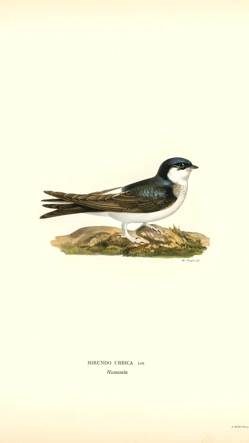 Wihelm Wright — Common House Martin (Hirundo urbica)