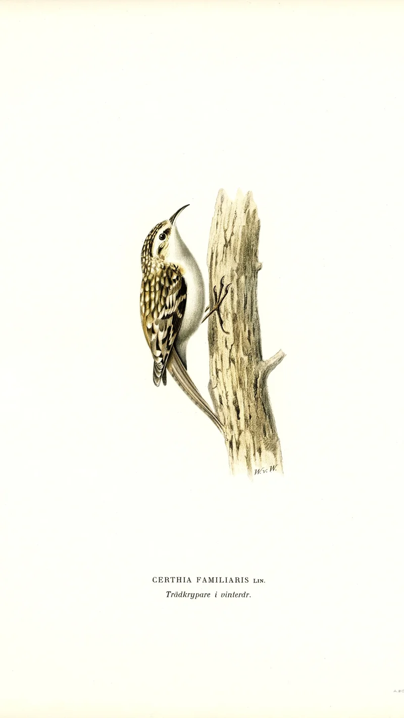Wihelm Wright — Eurasian Treecreeper (Certhia familiaris)