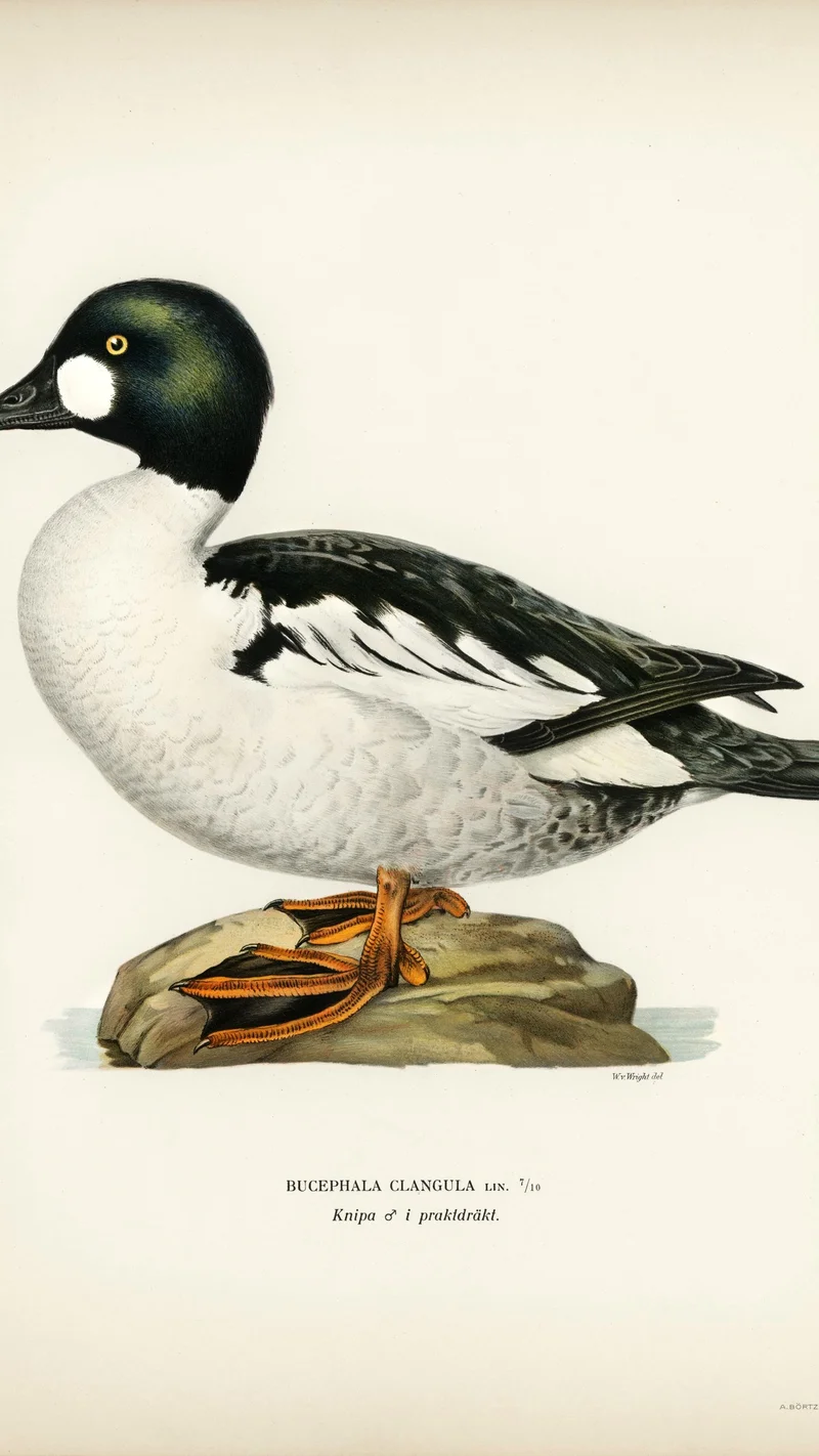 Wihelm Wright — Bucephala Clangula (Common Goldeneye), male in breeding plumage