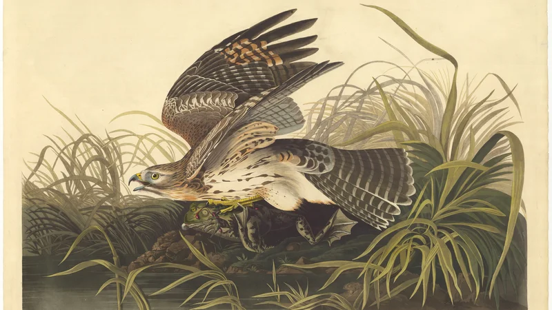 John James Audubon — Snail Kite with Frog