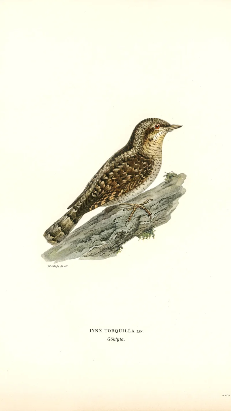 Wihelm Wright — Iynx Torquilla (Eurasian Wryneck)
