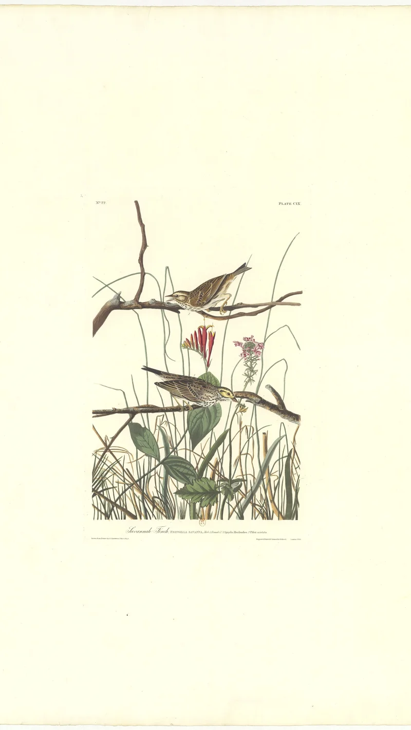 John James Audubon — Savannah Finch