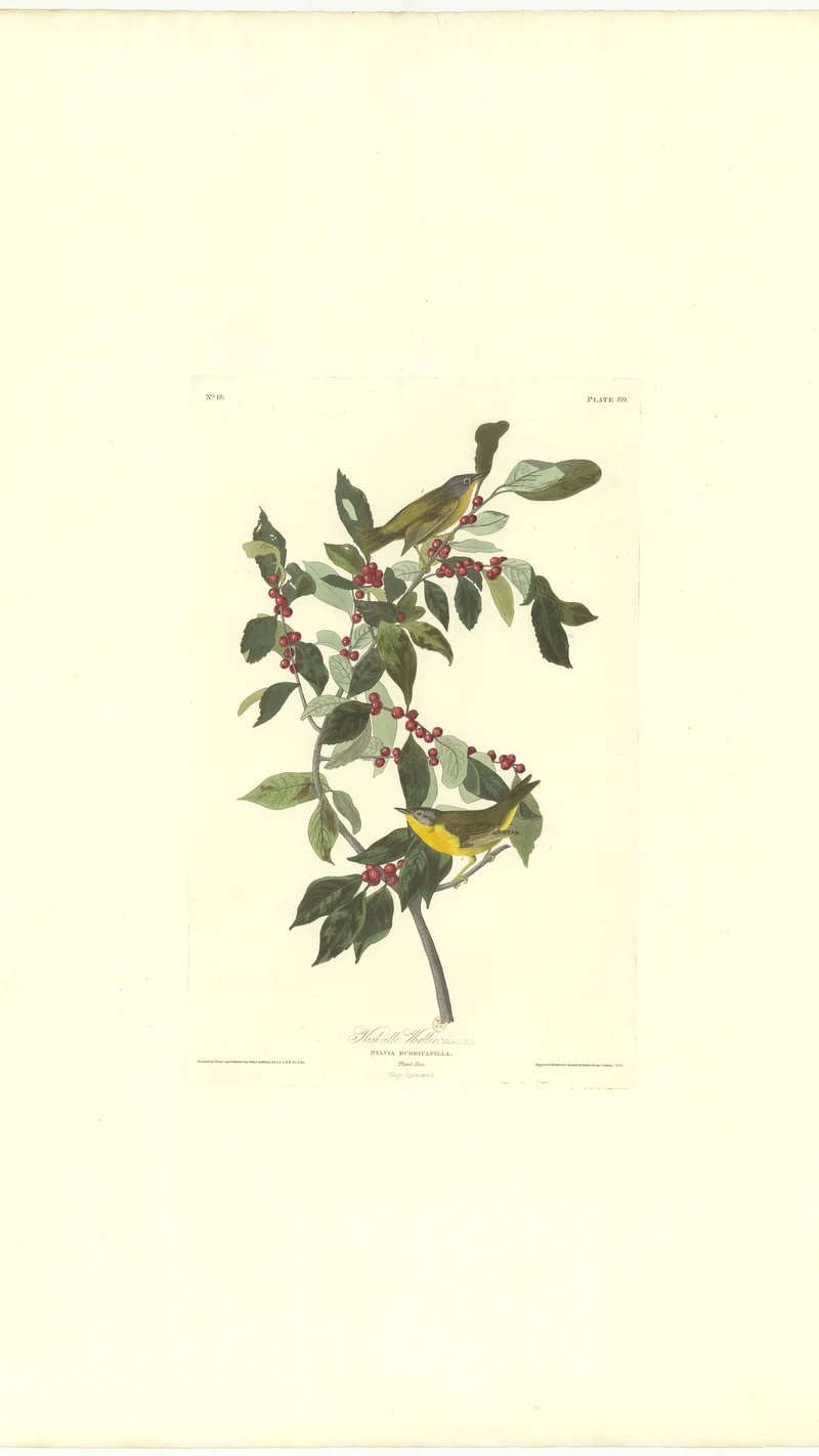 John James Audubon — Nashville Warbler and Wintergreen