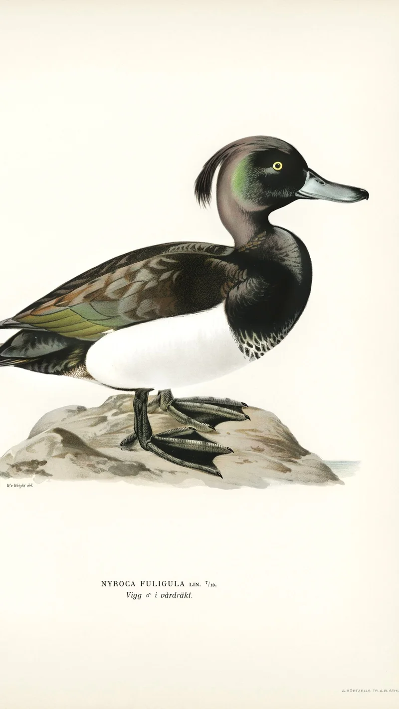 Wihelm Wright — Tufted Duck (Nyroca fuligula), Male in Breeding Plumage