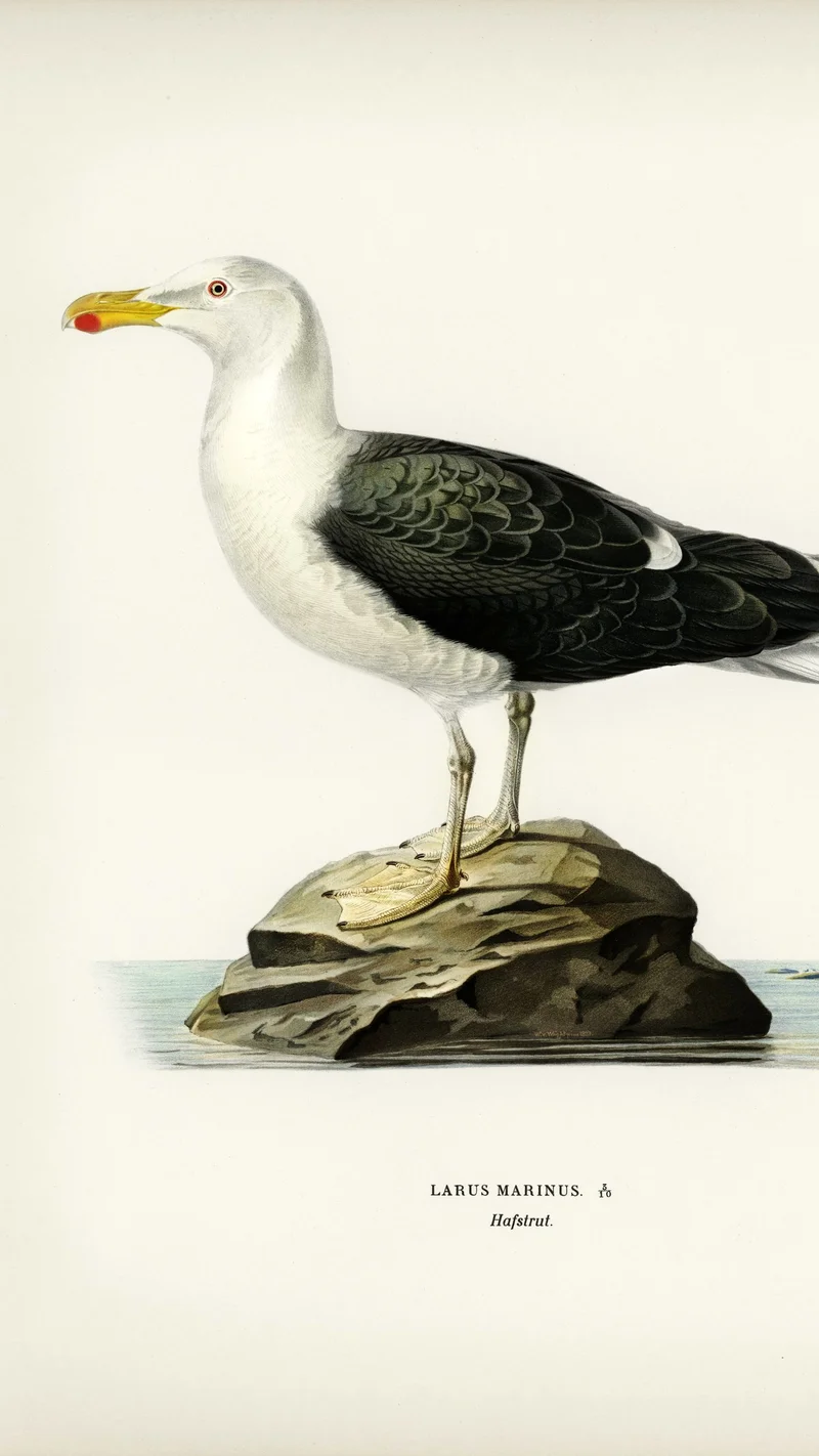 Wihelm Wright — Great Black-backed Gull (Larus Marinus)