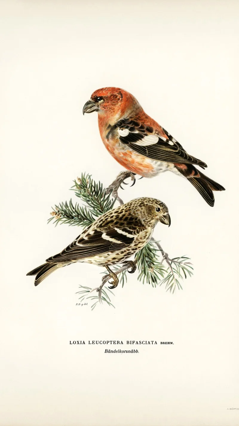 Wihelm Wright — Two-barred Crossbill (Loxia leucoptera bifasciata)