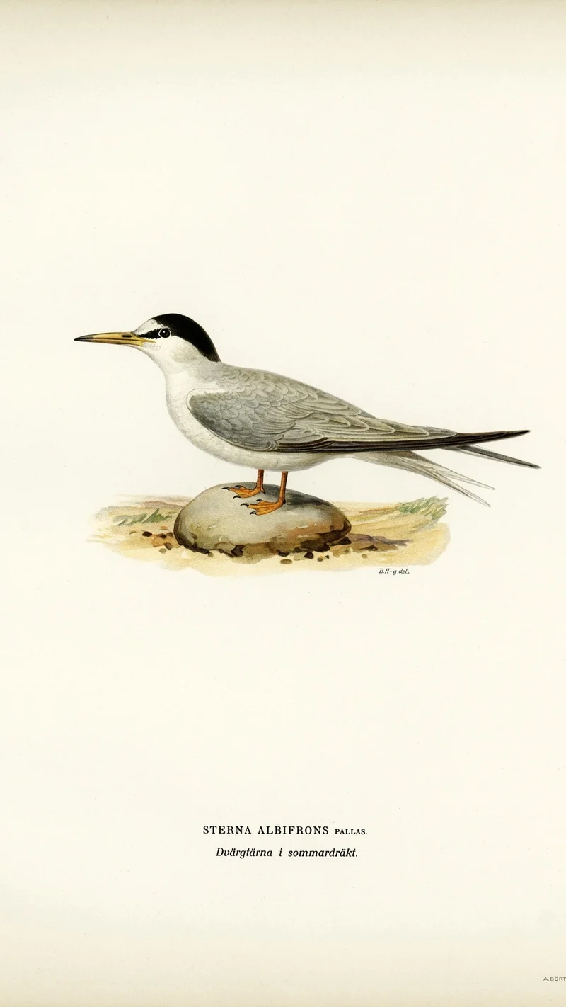 Wihelm Wright — Little Tern in Summer Plumage (Sterna albifrons)