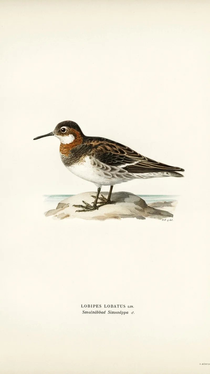 Wihelm Wright — Red-necked Phalarope (Lobipes Lobatus)