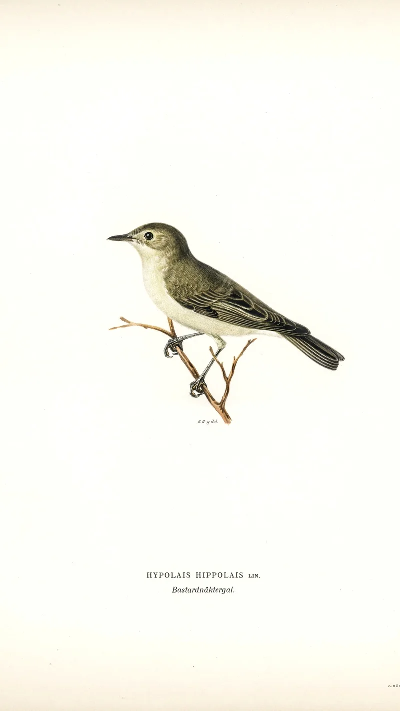 Wihelm Wright — Icterine Warbler (Hypolais hypolais)