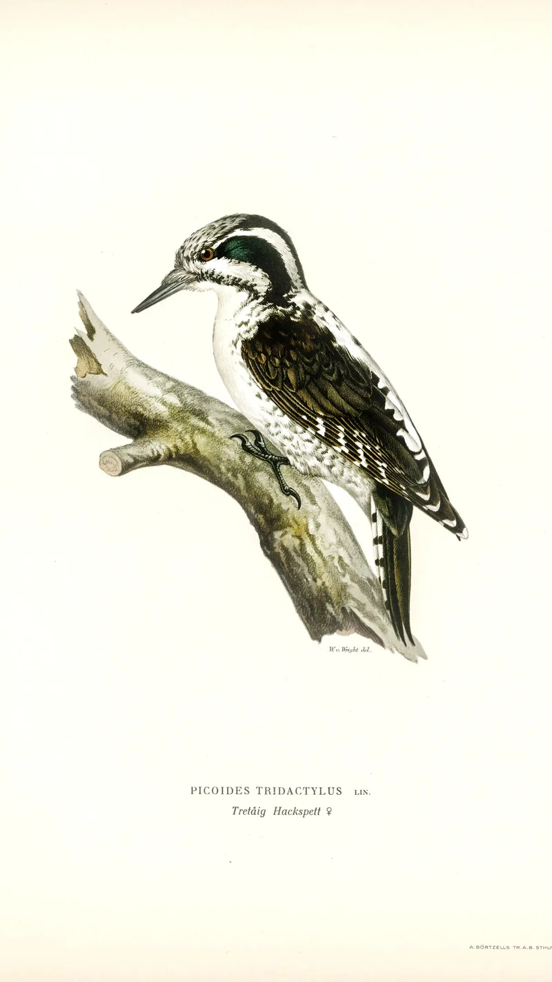 Wihelm Wright — Eurasian Three-toed Woodpecker (Picoides tridactylus)