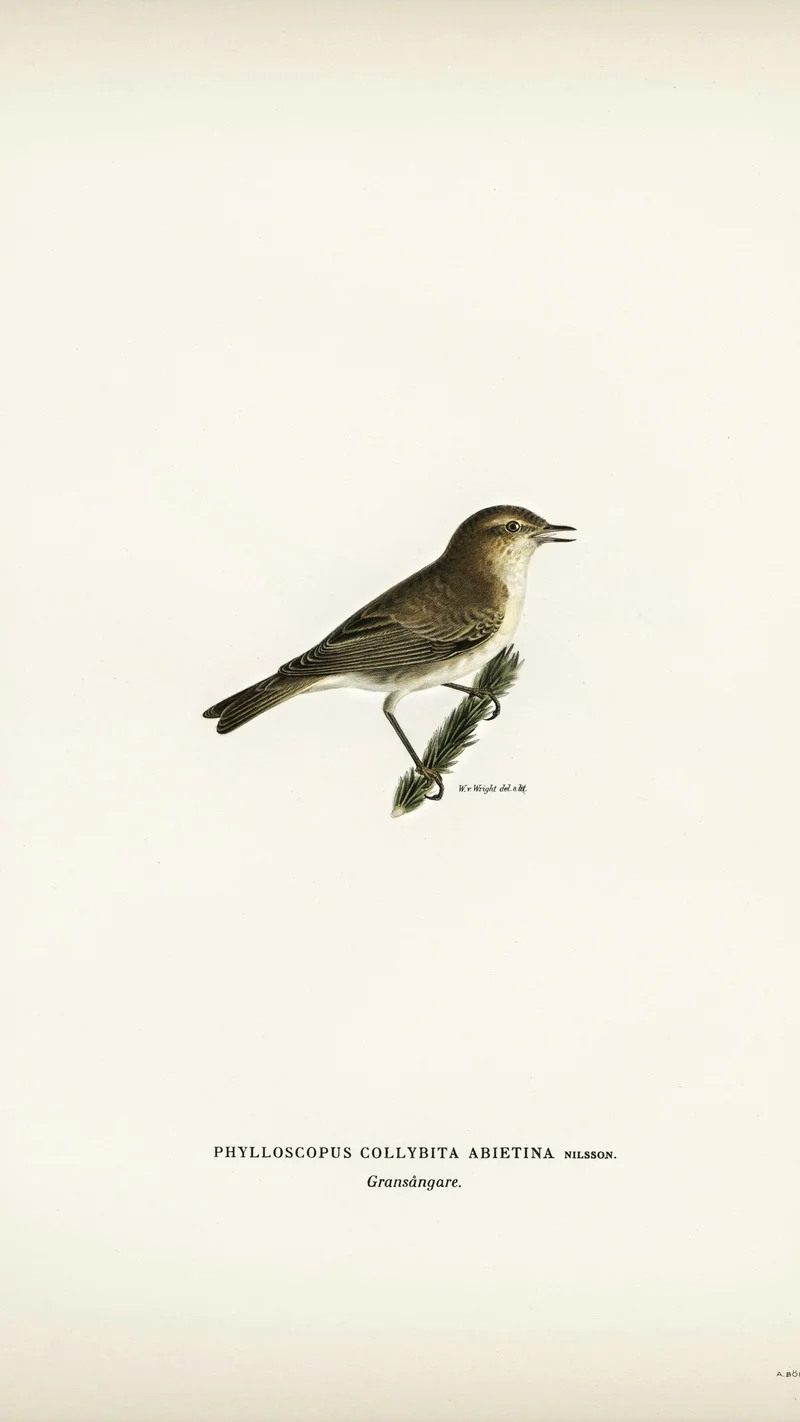 Wihelm Wright — Chiffchaff (Phylloscopus collybita abietina)