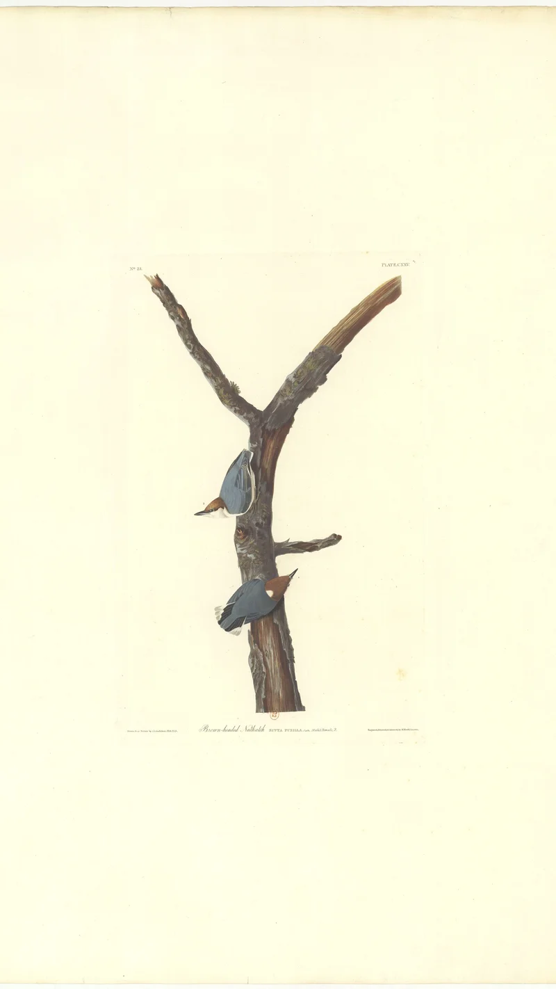 John James Audubon — Brown-headed Nuthatch (Sitta pusilla)
