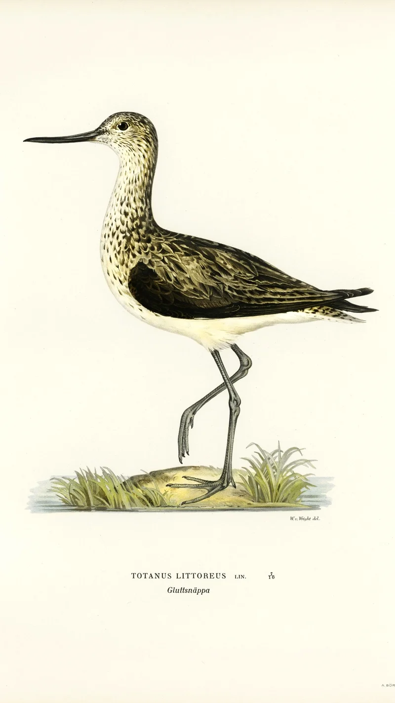 Wihelm Wright — 청다리도요 (Totanus littoreus)