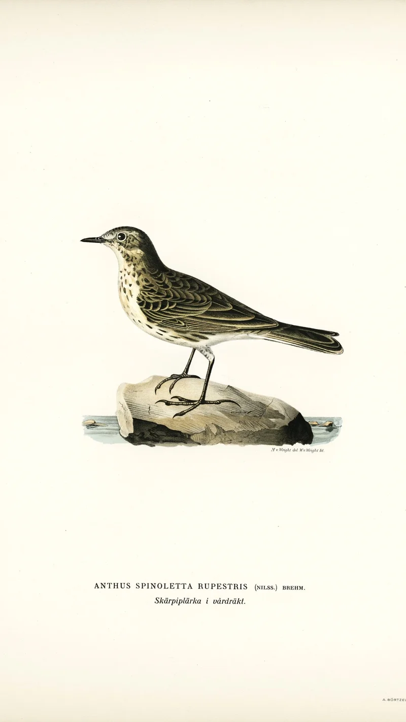 Wihelm Wright — Rock Pipit (Anthus Spinoletta Rupestris)