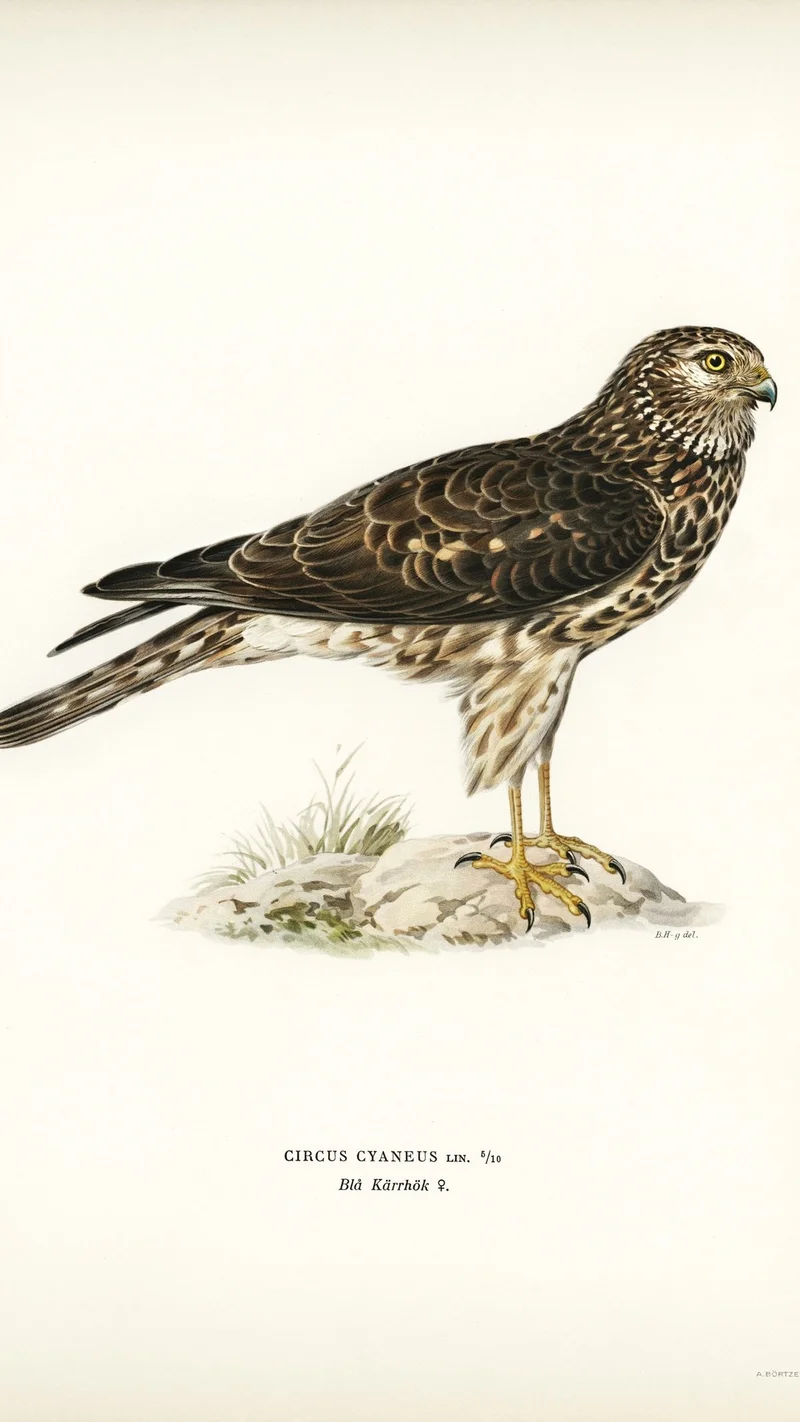 Wihelm Wright — Hen Harrier (Circus cyaneus) Female