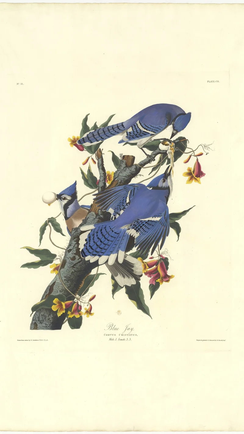 John James Audubon — Blue Jay