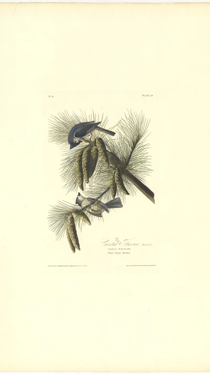 John James Audubon — Crested Titmouse (Parus Bicolor)