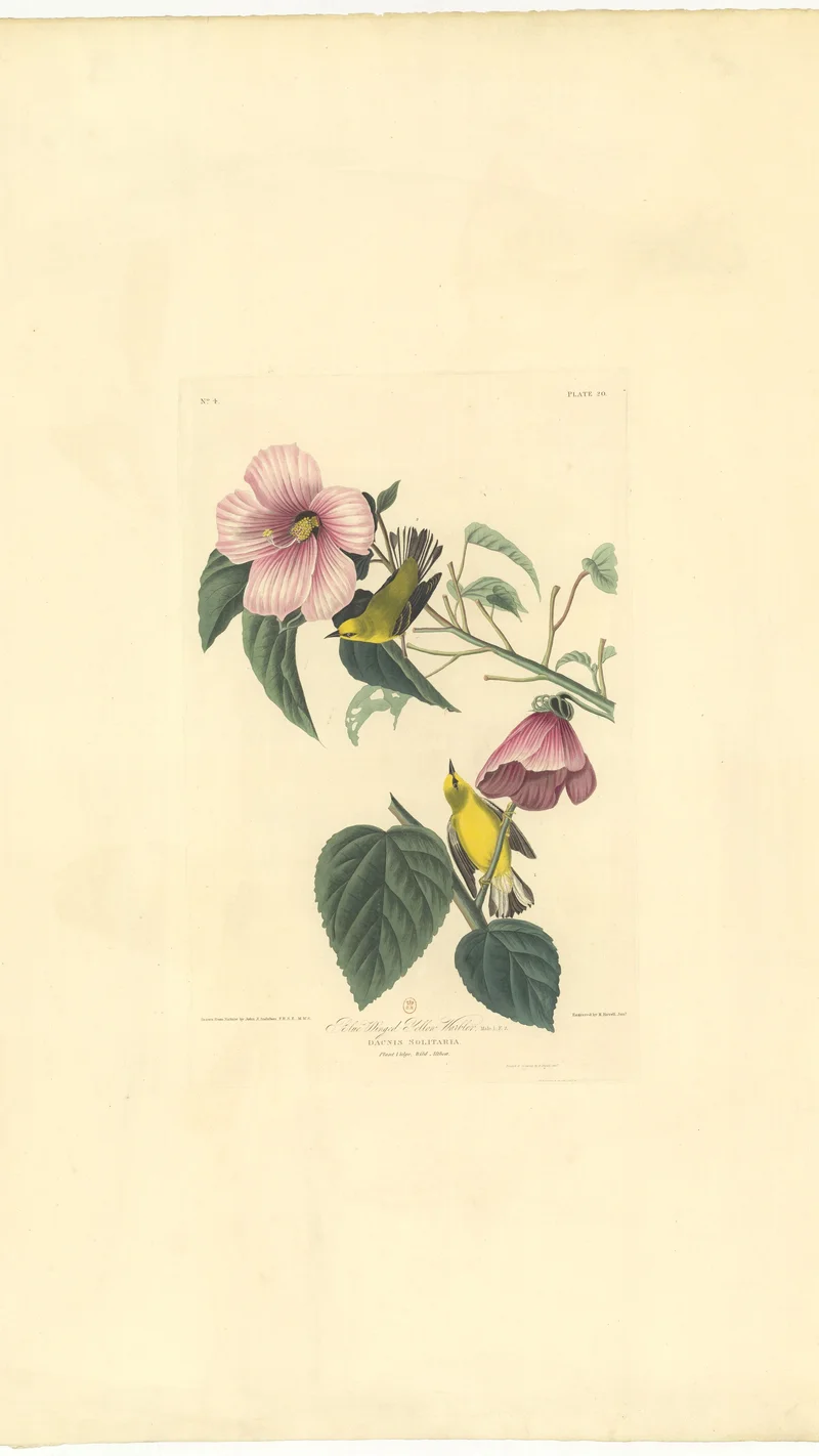 John James Audubon — Blue-winged Yellow Warbler