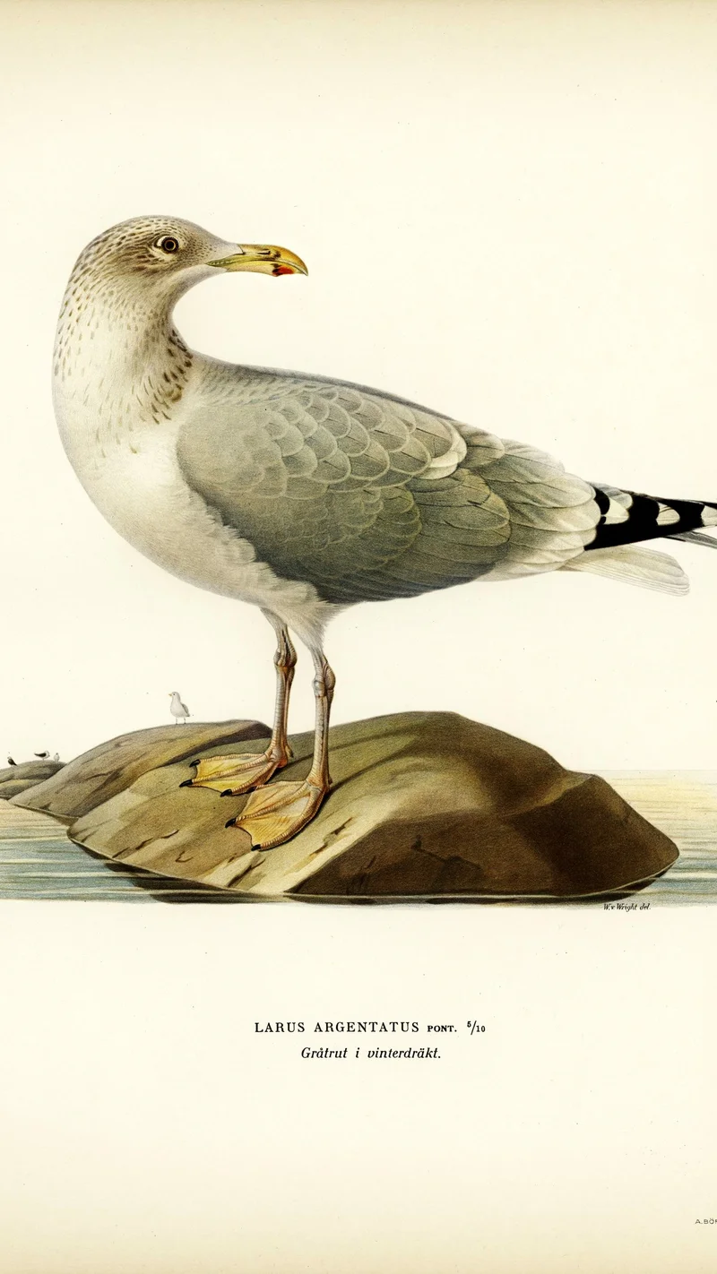 Wihelm Wright — Gaviota argéntea en plumaje de invierno (Larus argentatus)