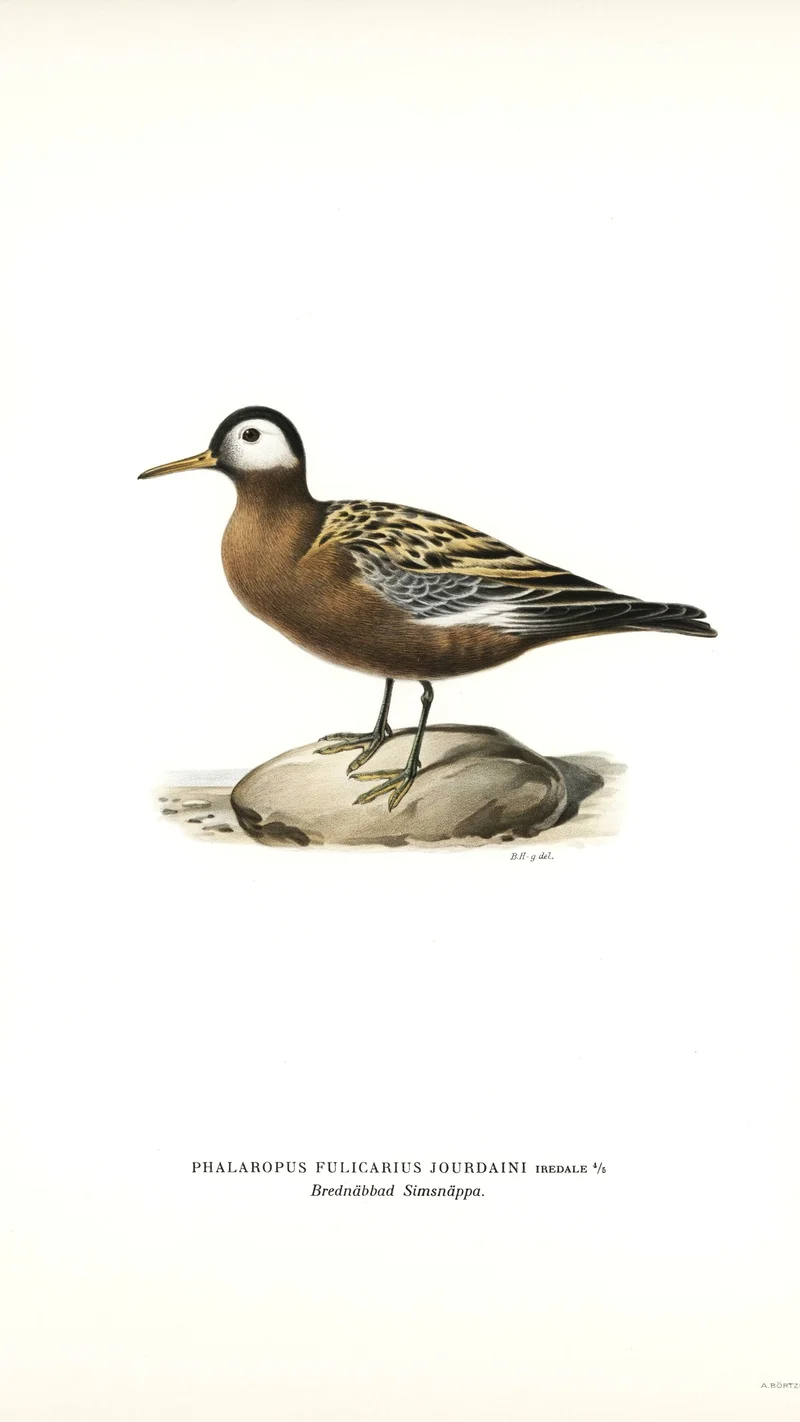 Wihelm Wright — Red Phalarope