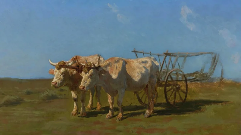Two white oxen pulling a cart