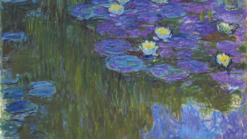 Nymphéas en fleur