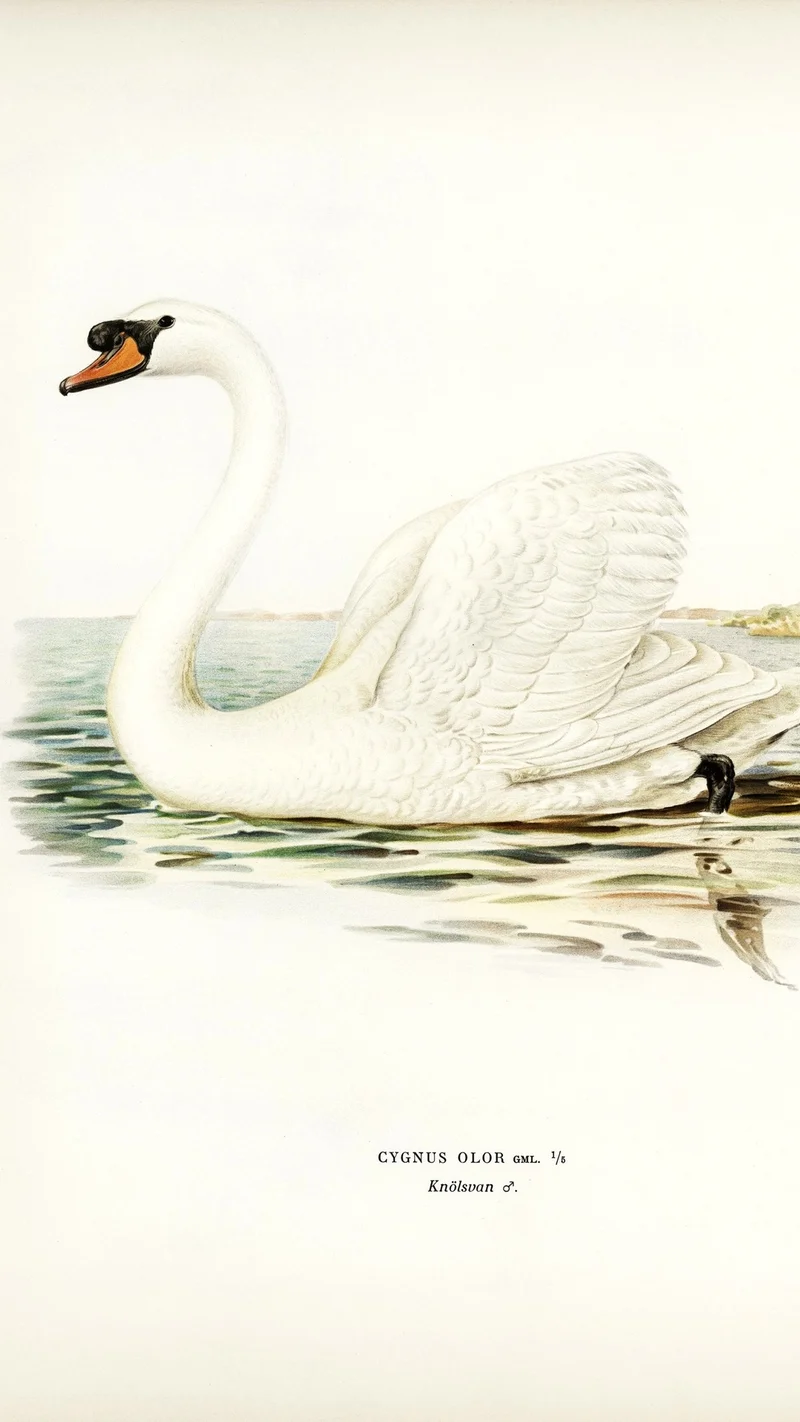 Wihelm Wright — Mute Swan (Cygnus Olor)