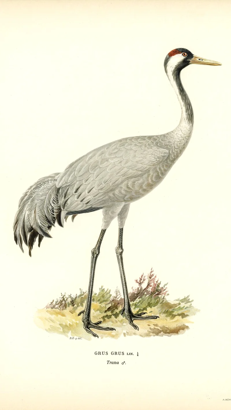 Wihelm Wright — Common Crane (Grus grus)