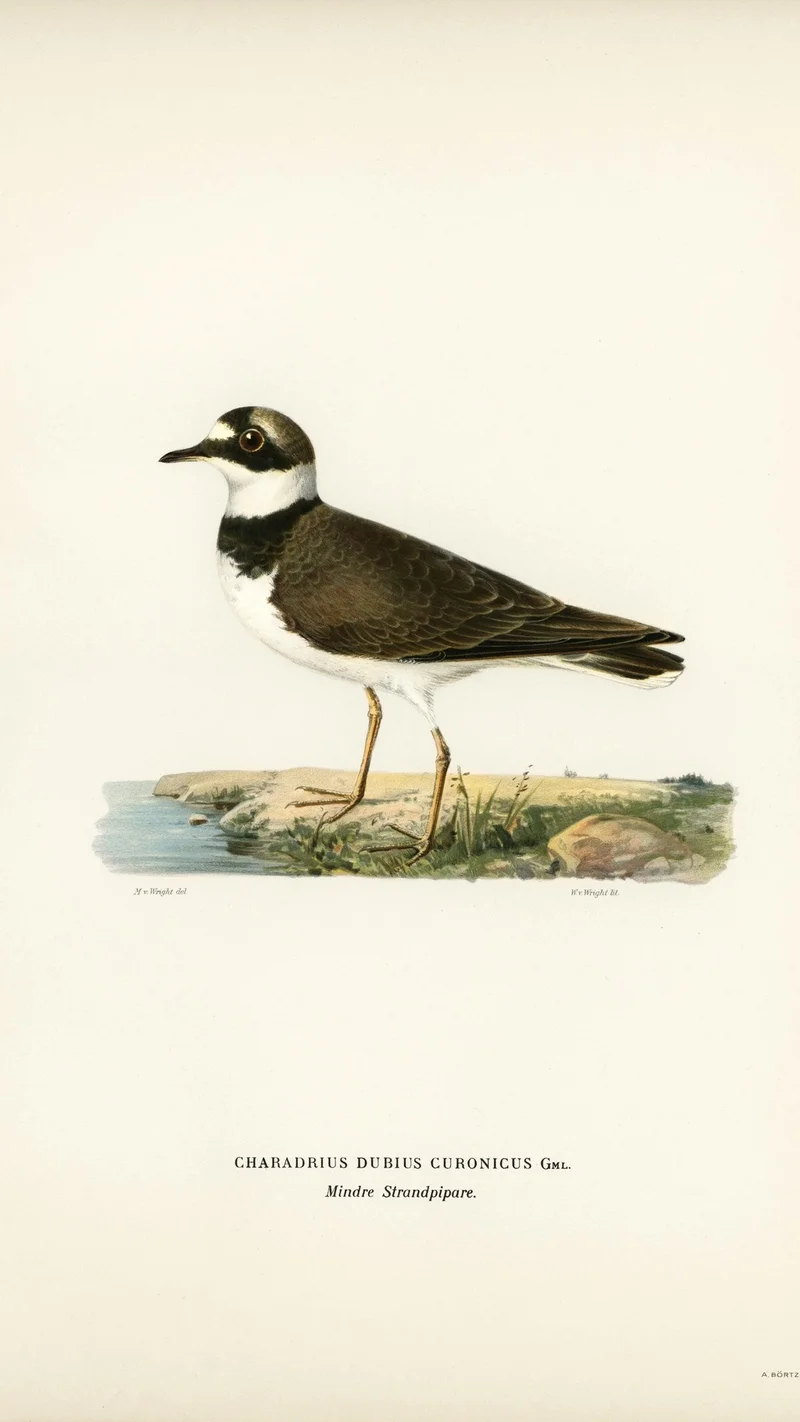 Wihelm Wright — Little Ringed Plover (Charadrius dubius curonicus)