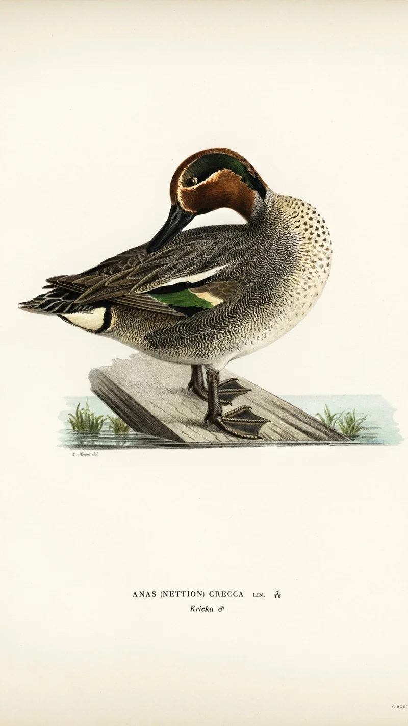 Wihelm Wright — Eurasian Teal