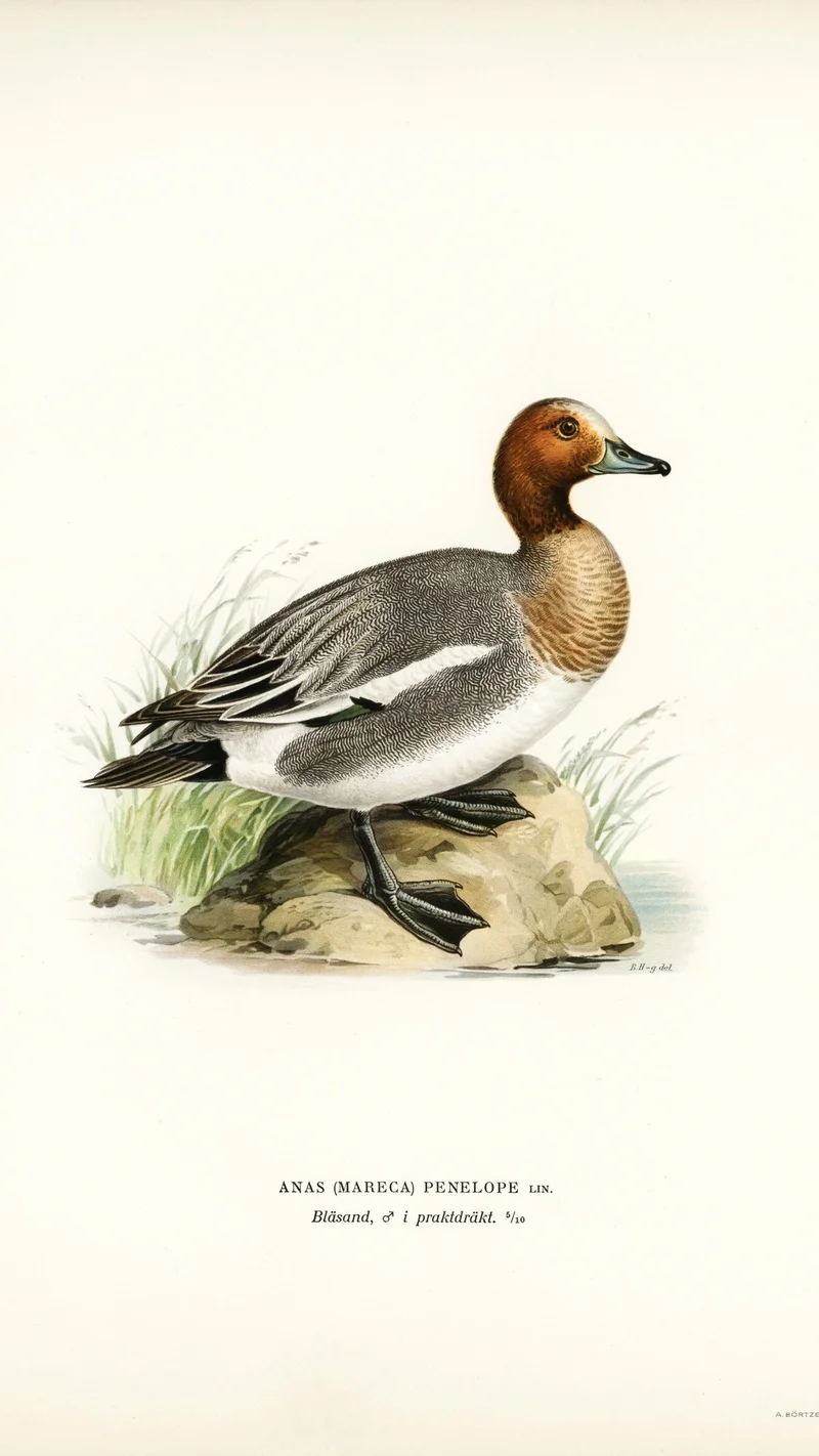 Wihelm Wright — Eurasian Wigeon (Anas penelope)