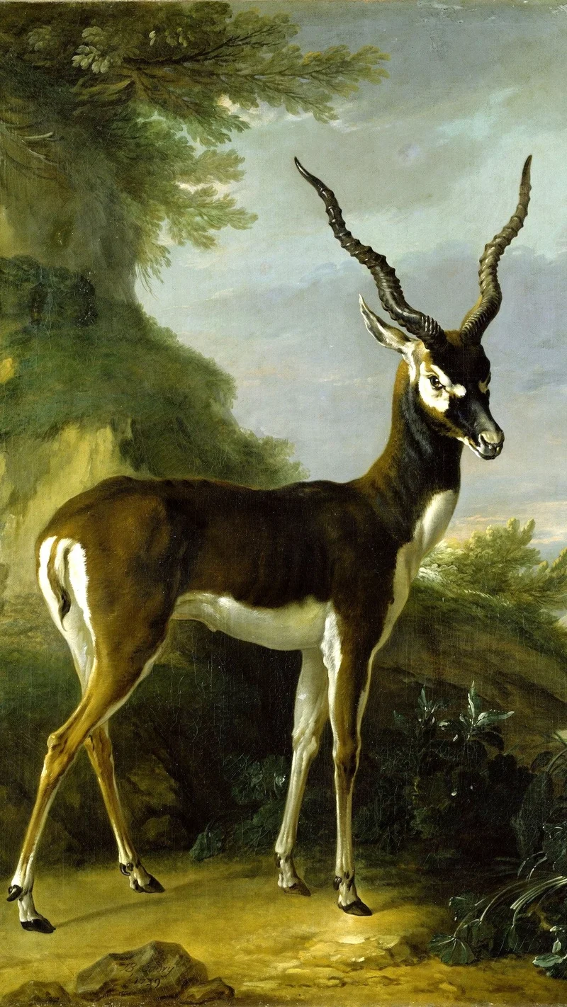 Jean-Baptiste Oudry — Indian Blackbuck