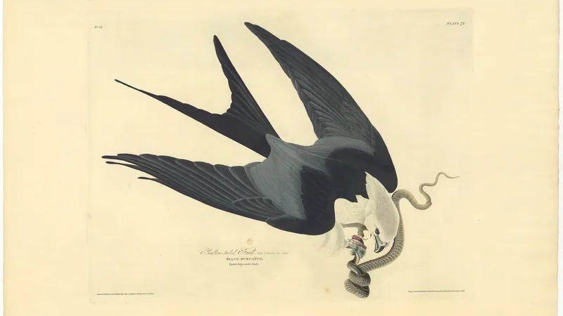 John James Audubon — Swallow-tailed Hawk (Falco furcatus)