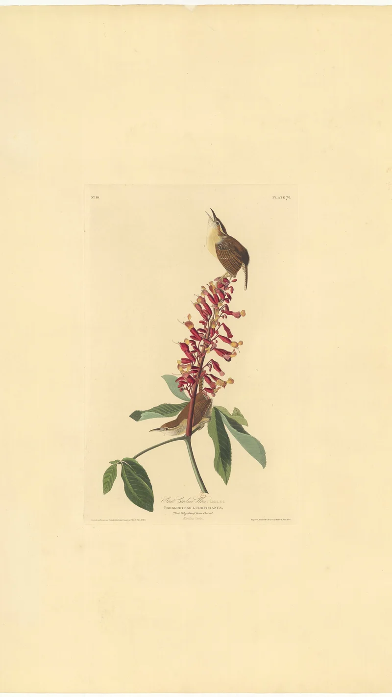 John James Audubon — Great Carolina Wren (Troglodytes Ludovicianus)
