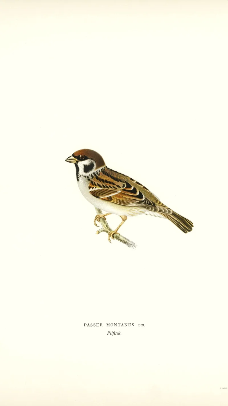 Wihelm Wright — Eurasian Tree Sparrow (Passer montanus)