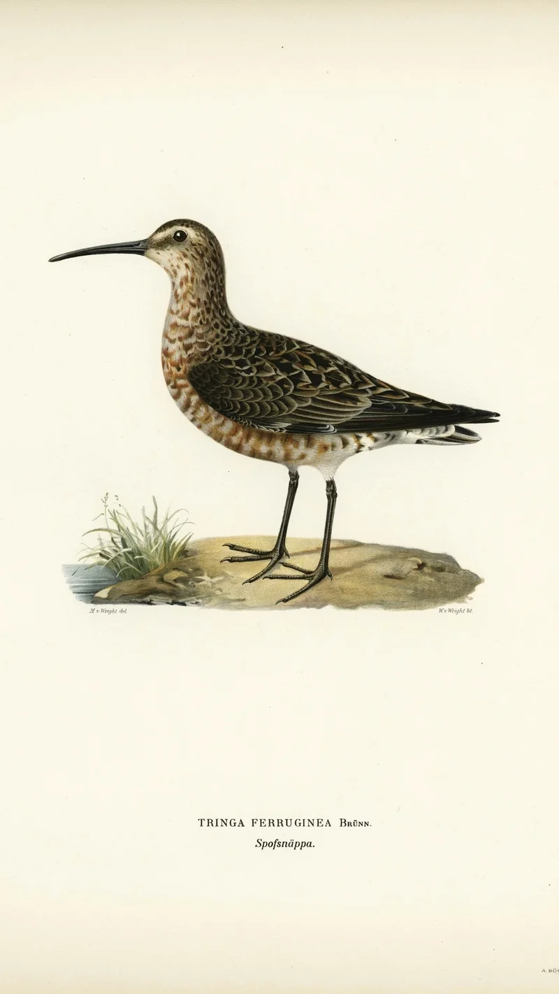 Wihelm Wright — Curlew Sandpiper (Tringa ferruginea)