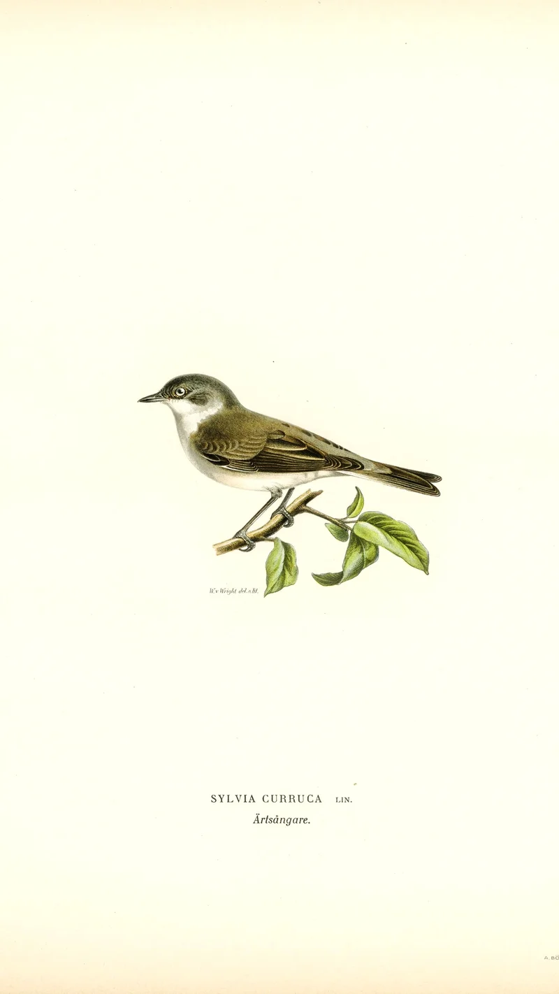Wihelm Wright — Sylvia Curruca (Garden Warbler)
