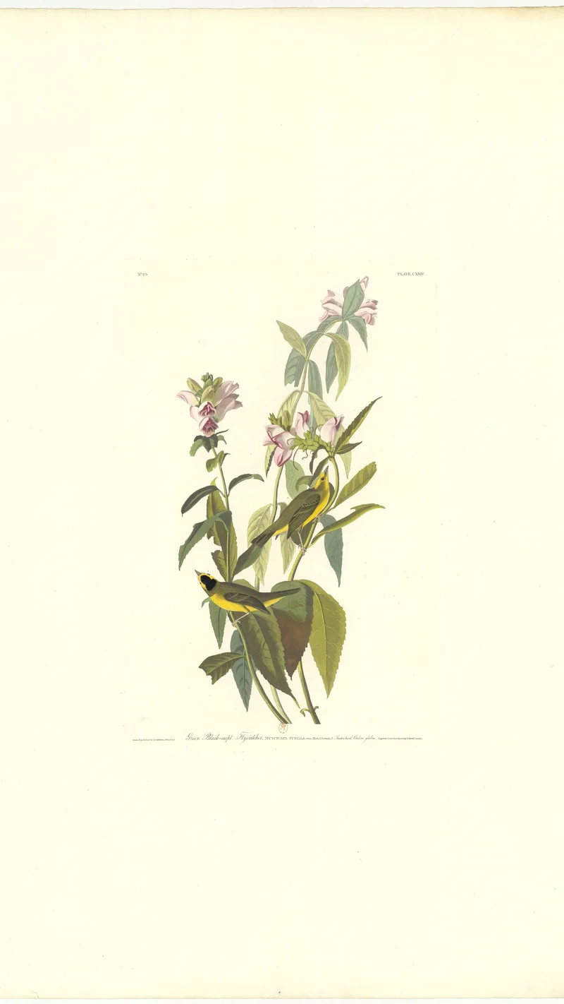 John James Audubon — Green Black-capped Flycatcher (Wilson's Warbler)