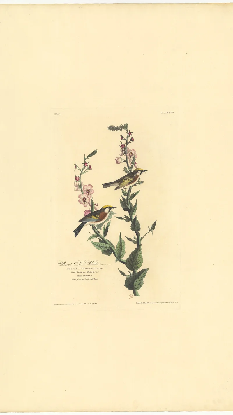 John James Audubon — Present Swain Warbler. Sylvia Icterocephala. Plate 59