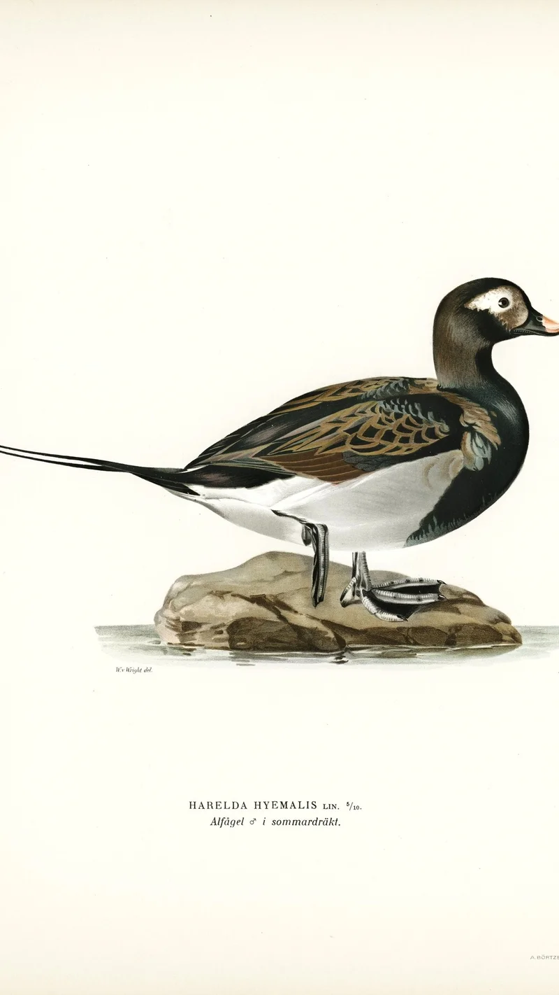 Wihelm Wright — Long-tailed Duck (Harelda hyemalis) in Summer Plumage