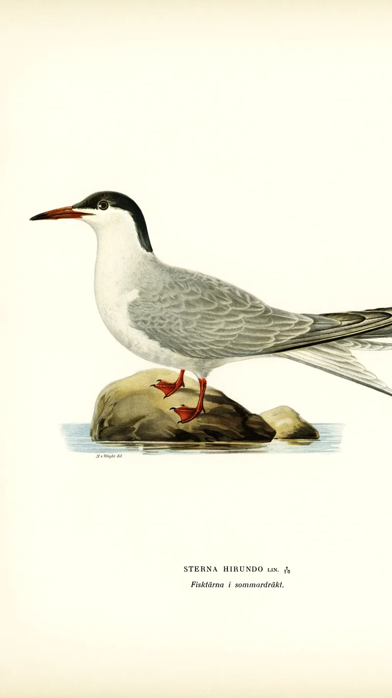 Wihelm Wright — Common Tern (Sterna hirundo) in Summer Plumage