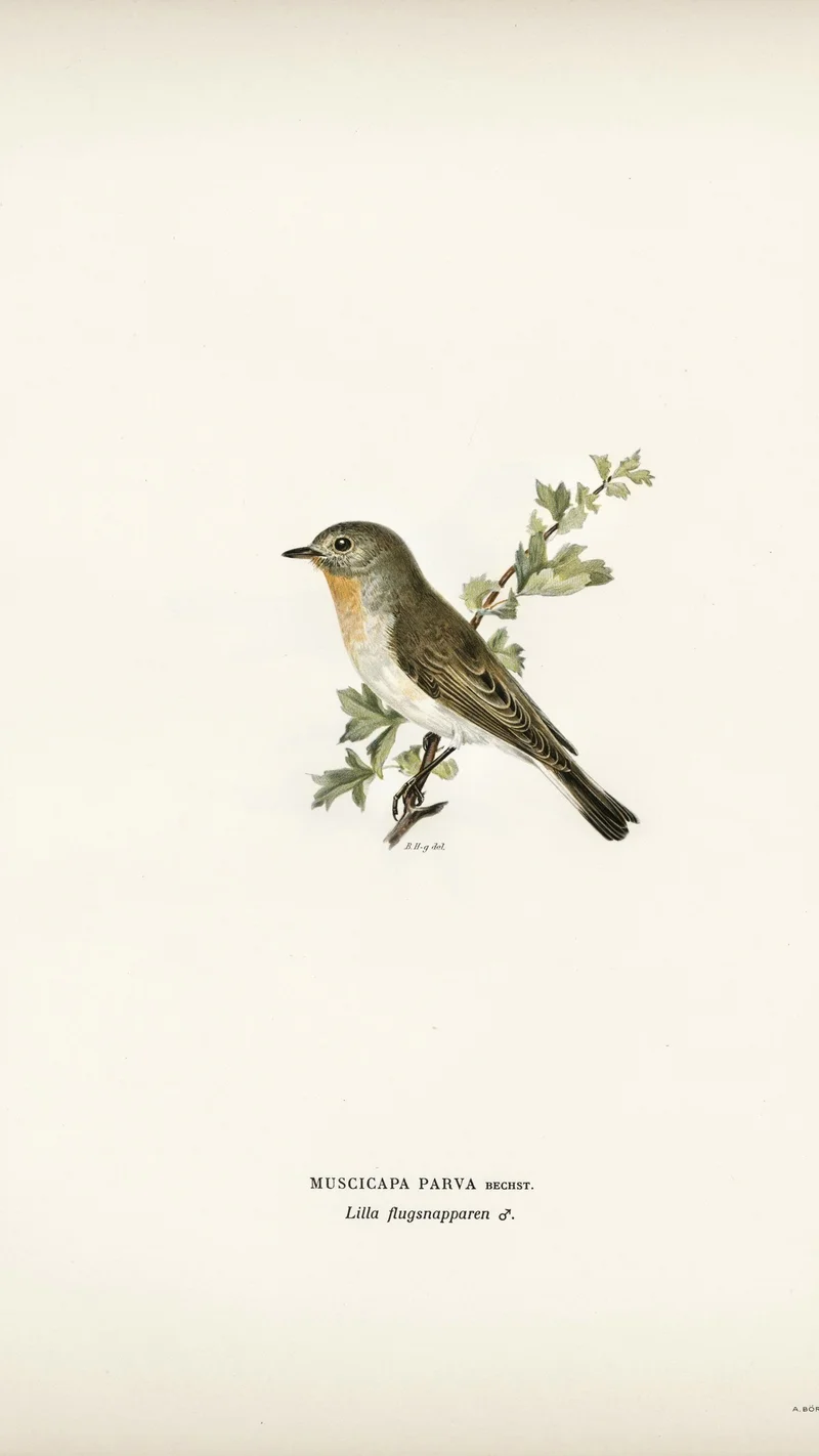 Wihelm Wright — Red-breasted Flycatcher (Muscicapa parva)