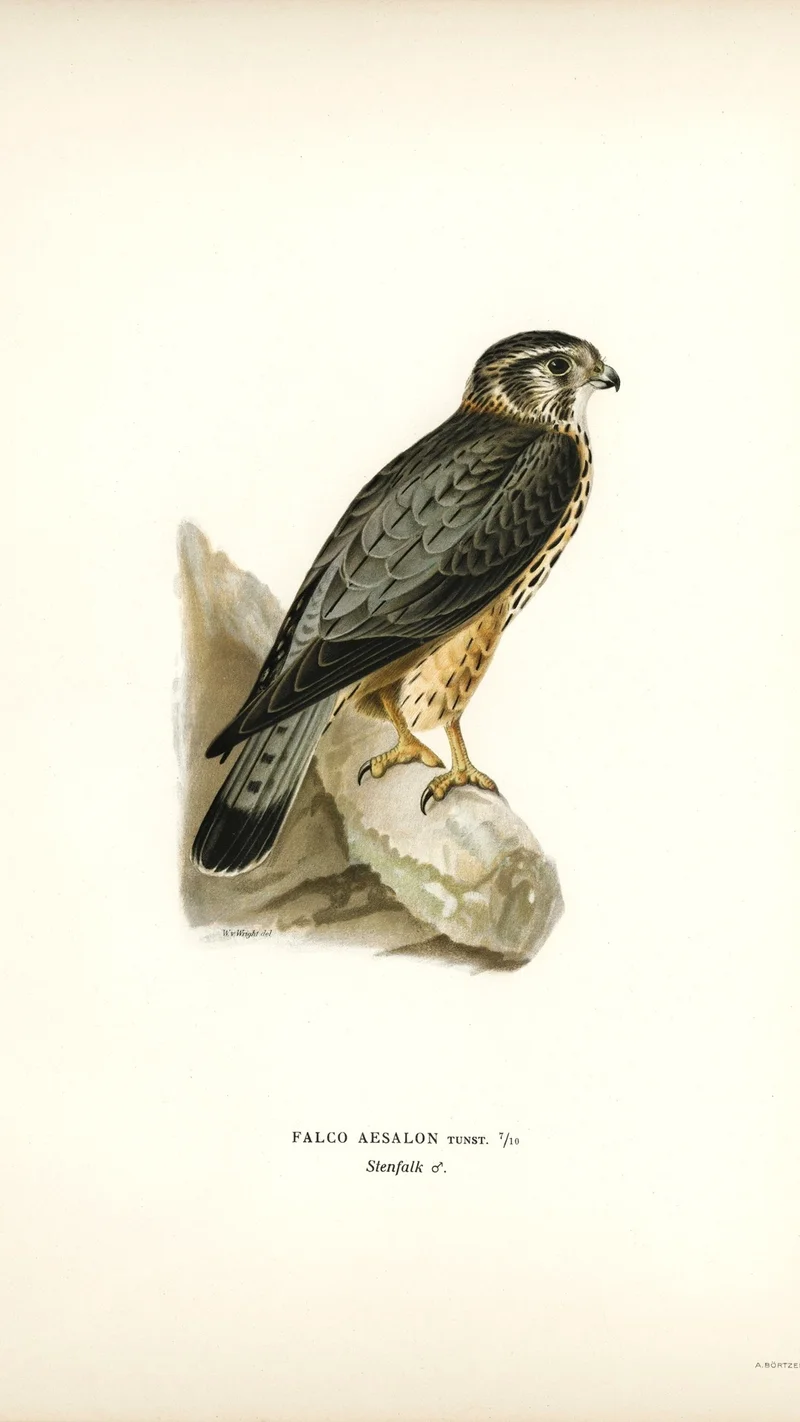 Wihelm Wright — Merlin (Falco aesalon)