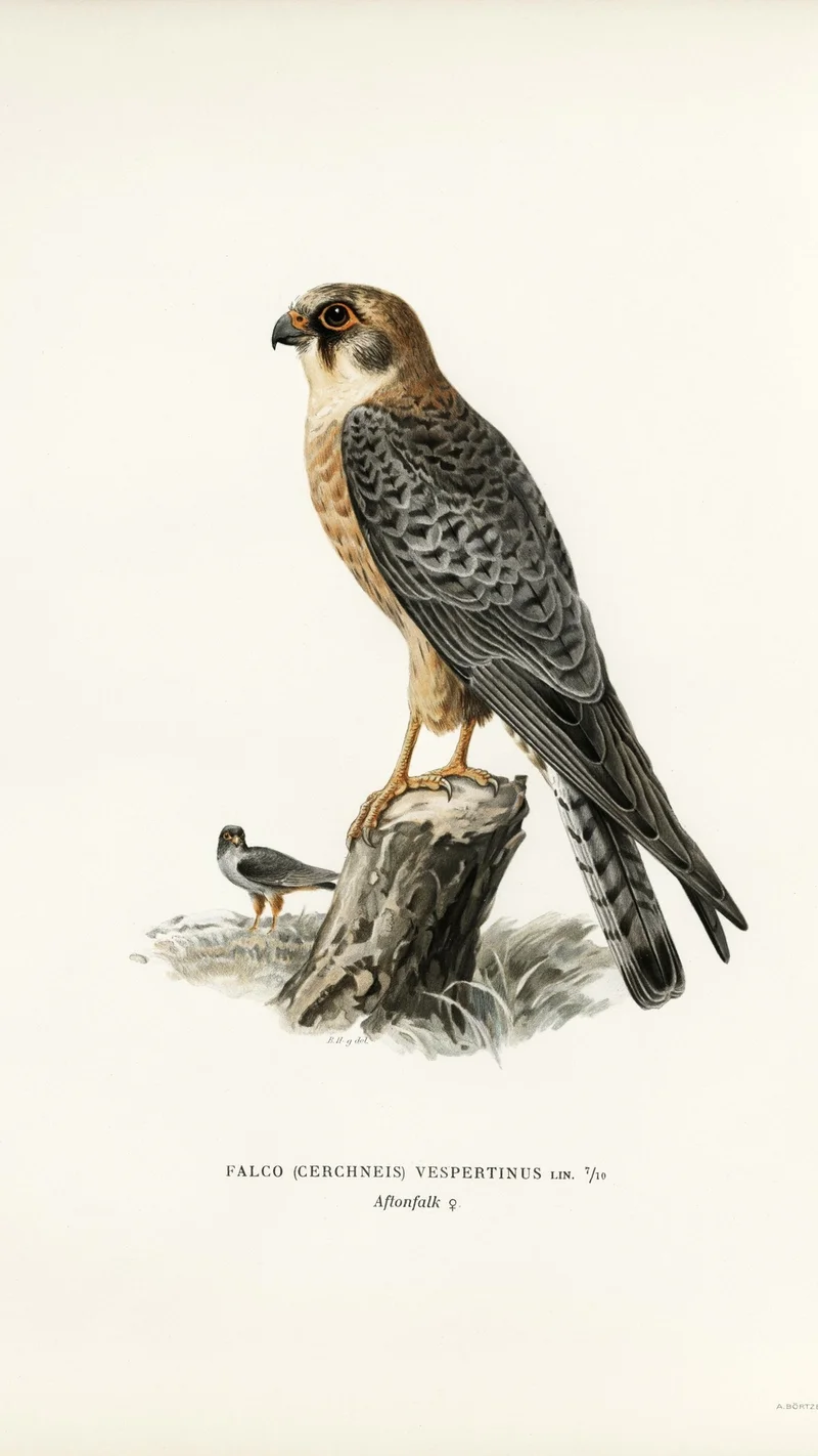 Wihelm Wright — Red-footed Falcon (Falco vespertinus), female