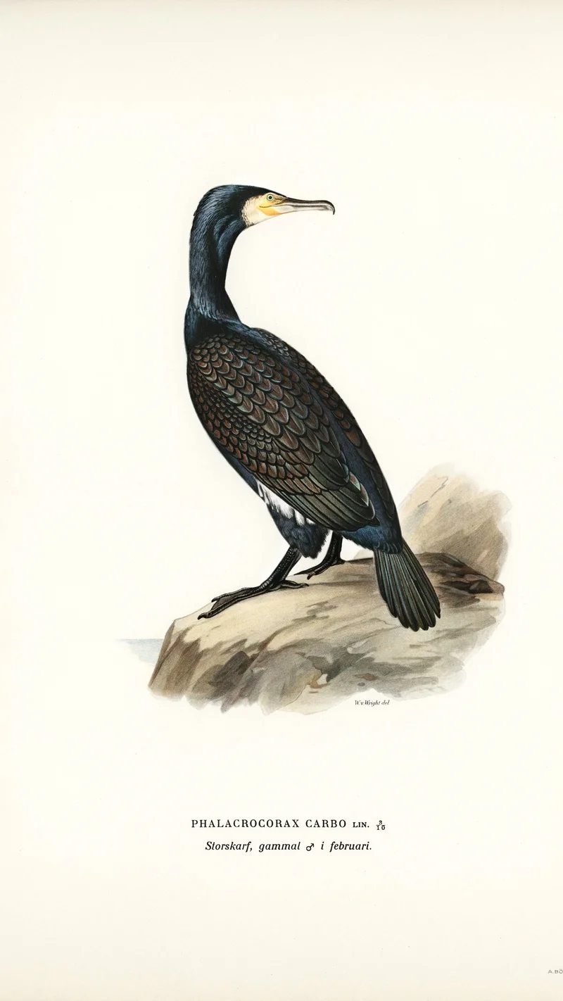 Wihelm Wright — Great Cormorant (Phalacrocorax carbo)