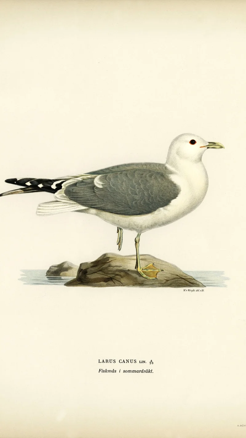 Wihelm Wright — Common Gull in Summer Plumage (Larus canus)