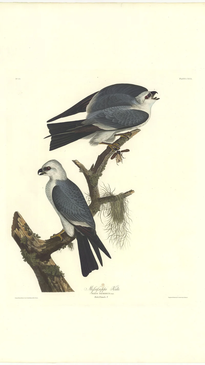 John James Audubon — Mississippi Kite