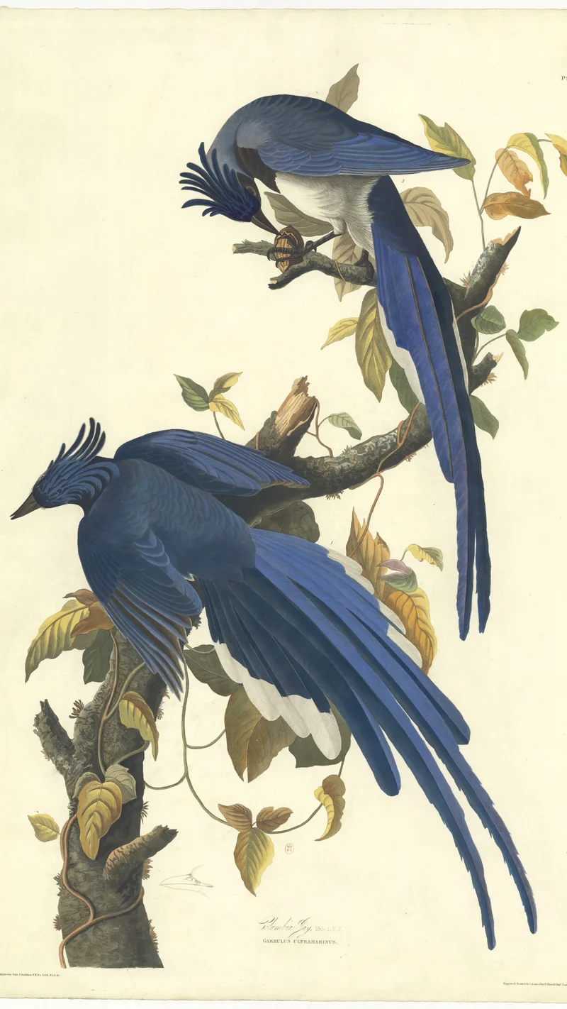 John James Audubon — 플로리다어치 (도판 CLXXII)