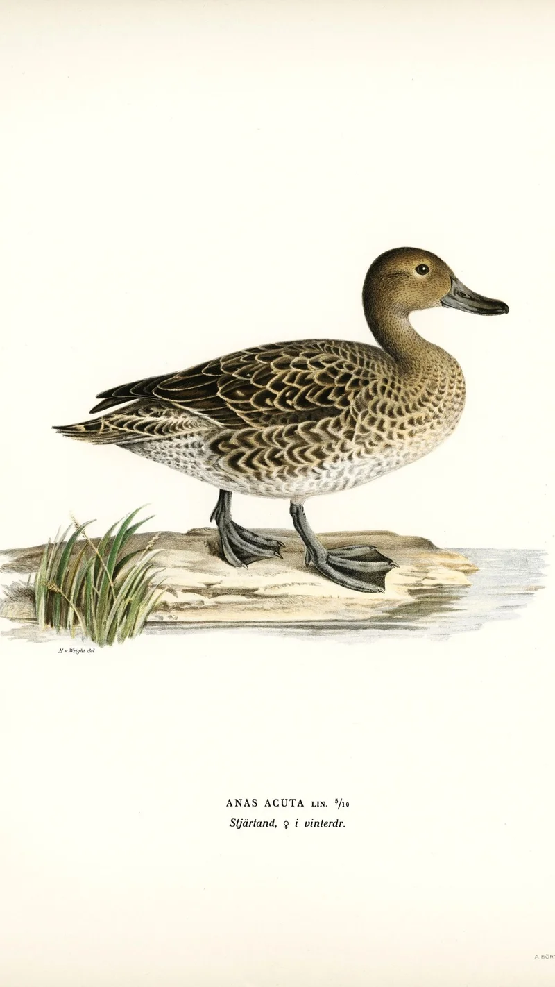 Wihelm Wright — Northern Pintail (Anas Acuta), Female in Winter Plumage
